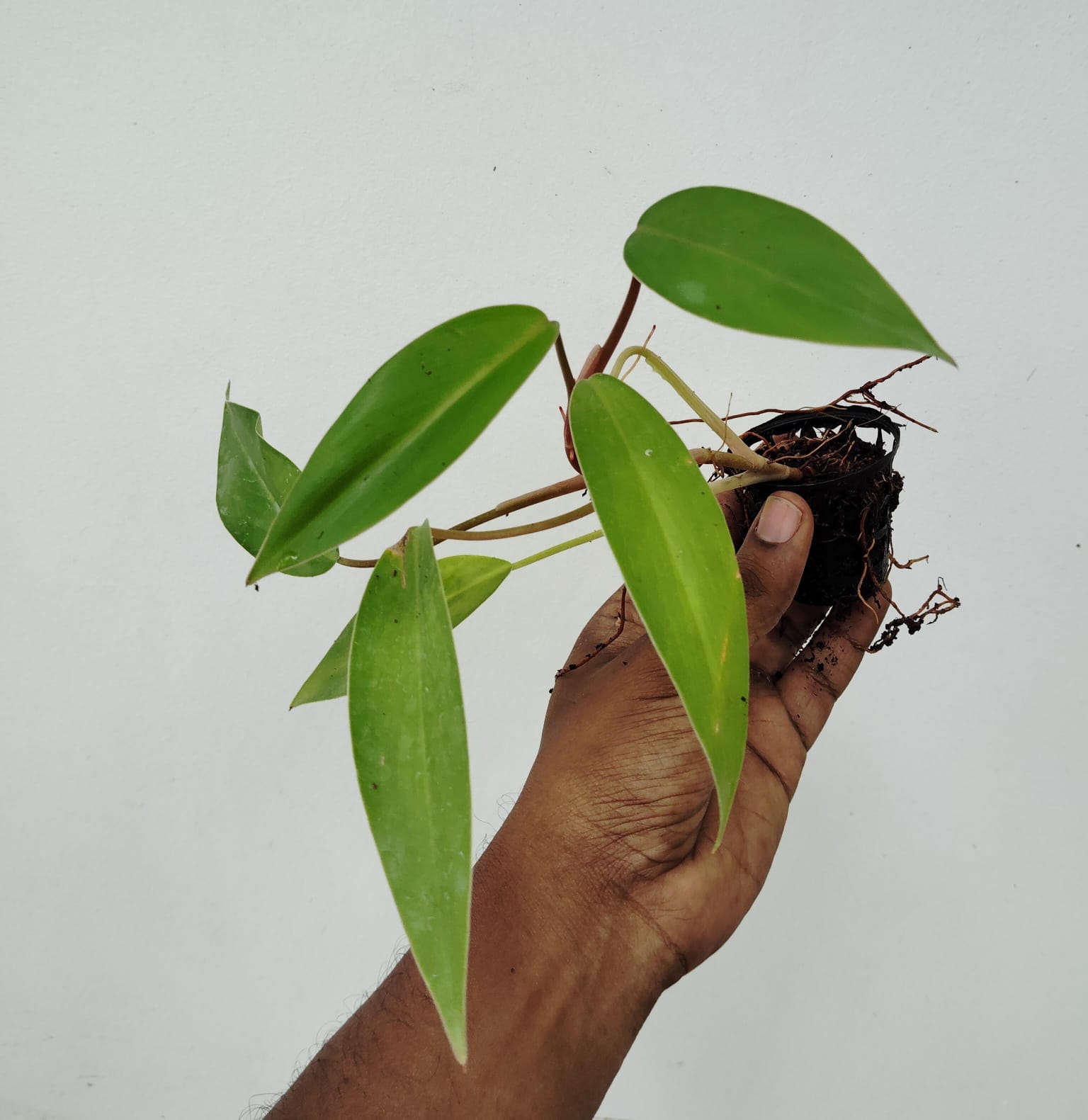 Philodendron Painted Lady (small plant pot) - Image 5