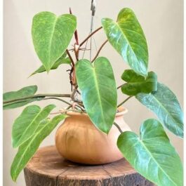 Philodendron Painted Lady (small plant pot)