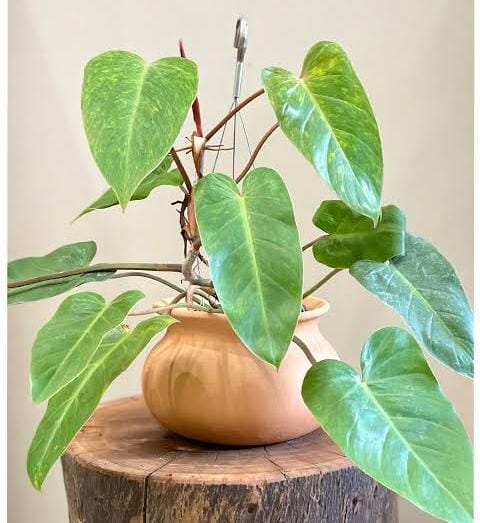 Philodendron Painted Lady (small plant pot)