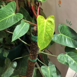 Philodendron Painted Lady (small plant pot)