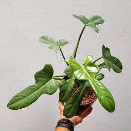 Philodendron Silver Violin (small plant pot)