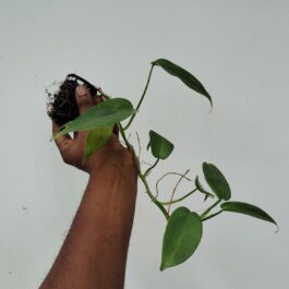 Philodendron Silver Violin (small plant pot)