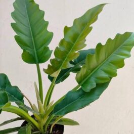 Philodendron narrow escape (small plant pot)