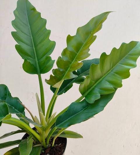 Philodendron narrow escape (small plant pot)
