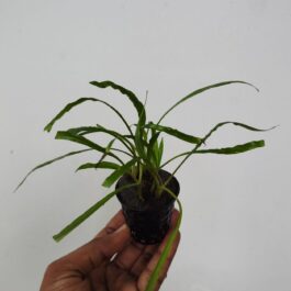Cryptocoryne Balansae Red (Large Pot)