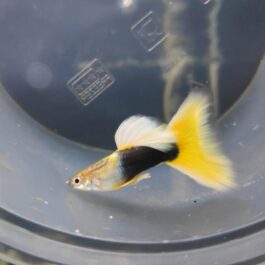 Yellow tuxedo guppy (pair)