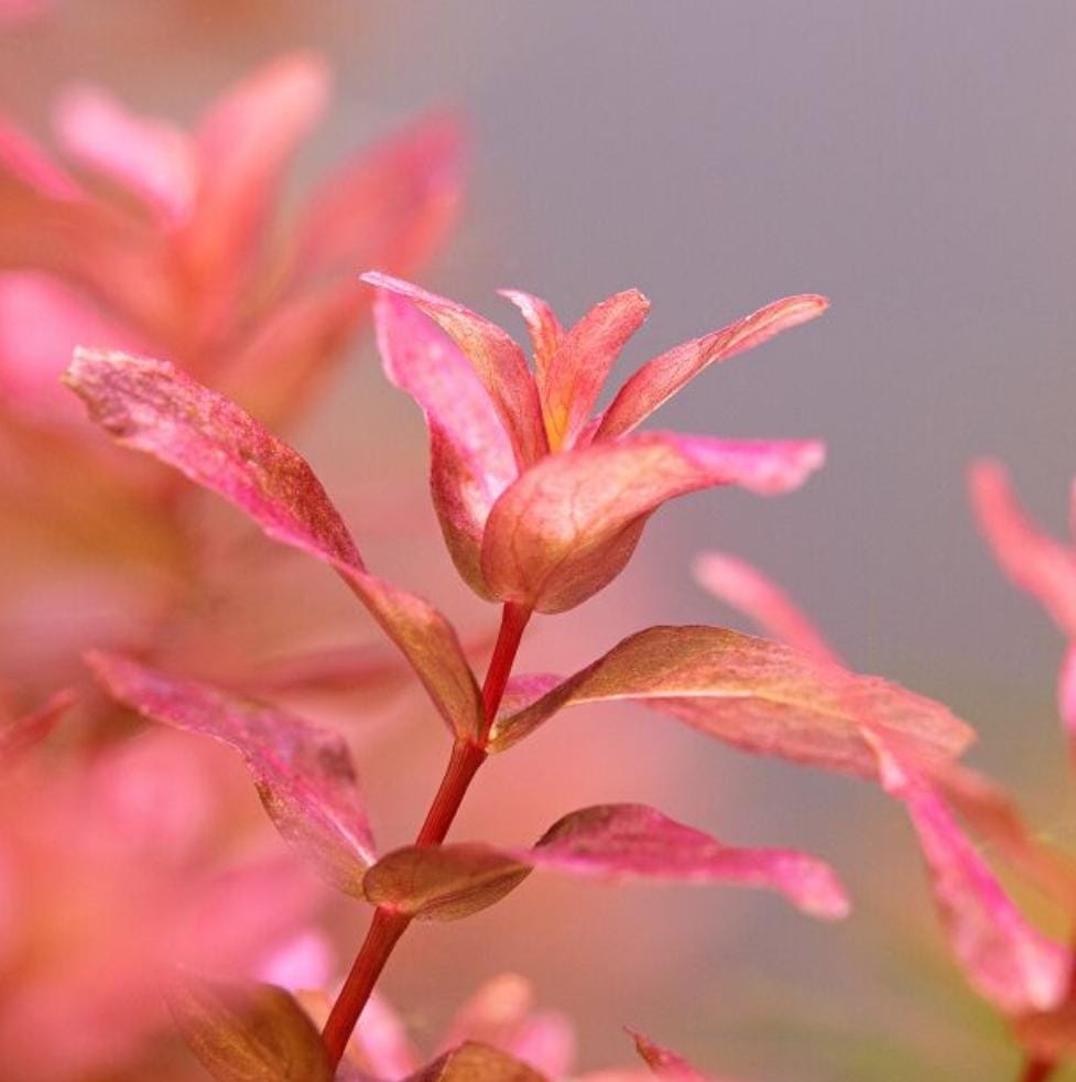 Rotala Macandra Mini Type IV (6 stems) - Image 3