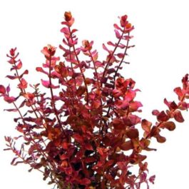 Rotala Macandra Mini Type IV (6 stems)