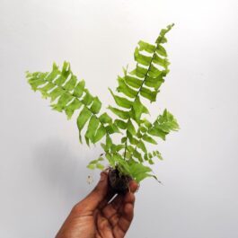 Fishtail Boston fern /Nephrolepis falcata (jiffy sized)