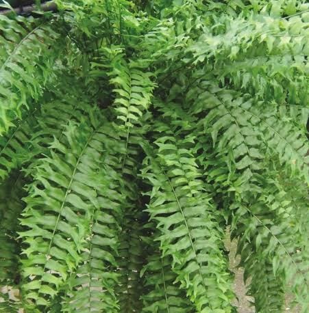 Fishtail Boston fern /Nephrolepis falcata (jiffy sized) - Image 4