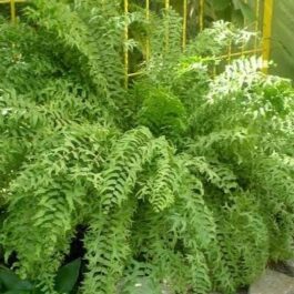 Fishtail Boston fern /Nephrolepis falcata (jiffy sized)