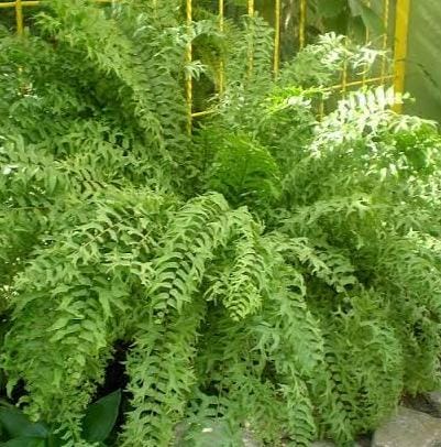 Fishtail Boston fern /Nephrolepis falcata (jiffy sized) - Image 2