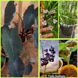 Colocasia black magic, Thalia deal belta, Boutumus umbellatus combo ( 3 plants)