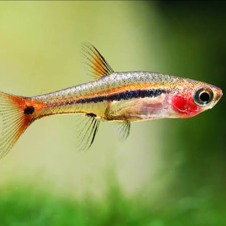 Least Rasbora (6 pcs) - Image 2