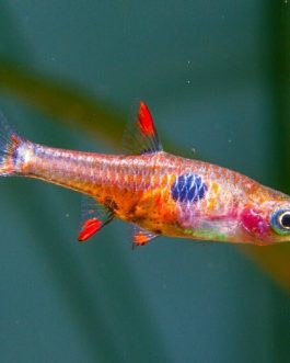 Strawberry Rasbora (6 pcs)