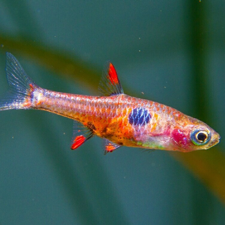 Strawberry Rasbora (6 pcs)