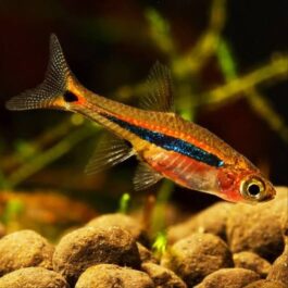 Least Rasbora (6 pcs)