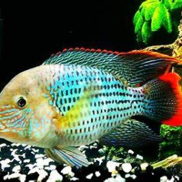 Green terror ( 4 pcs)