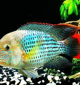 Green terror ( 4 pcs)