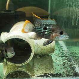 Green terror ( 4 pcs)