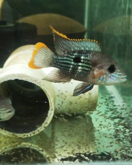 Green terror ( 4 pcs)