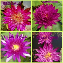 Tropical waterlily flower plant combo ( 4 plants)