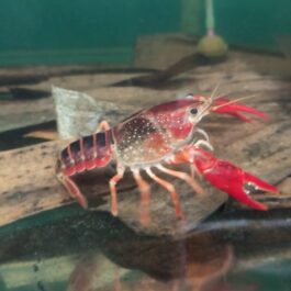 Marlboro brown cray fish ( 2 pair)