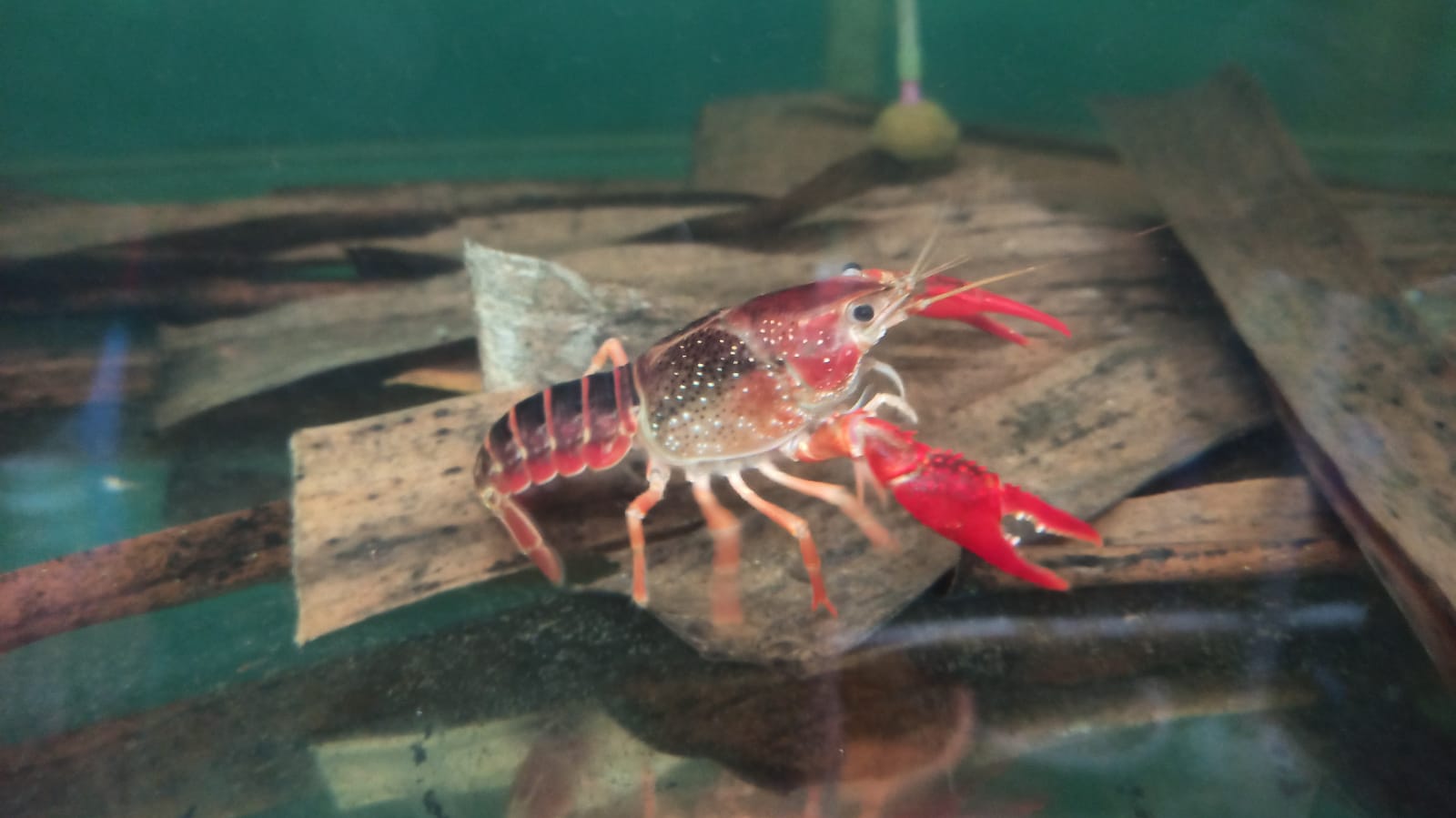Marlboro brown cray fish ( 2 pair)