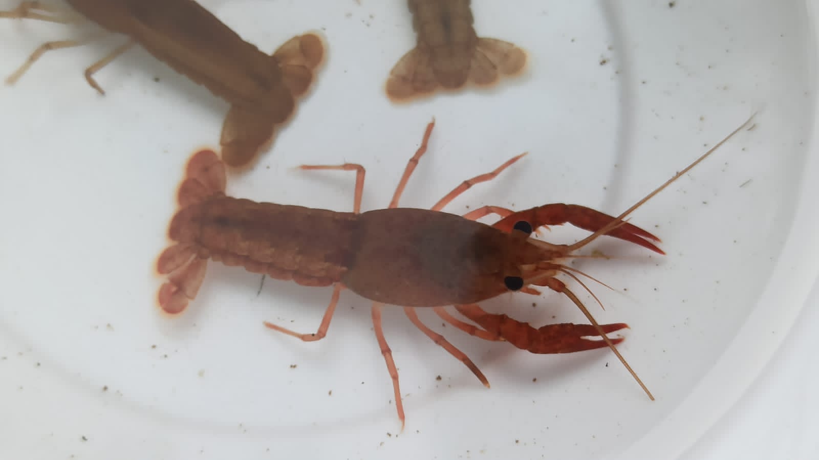 Marlboro brown cray fish ( 2 pair) - Image 3