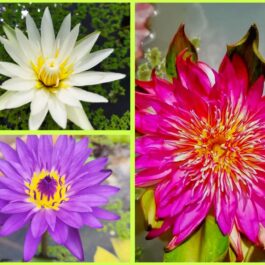 Tropical waterlily (365 days bloomer)flower plants combo (3 plants)