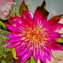Tropical waterlily (365 days bloomer)flower plants combo (3 plants)