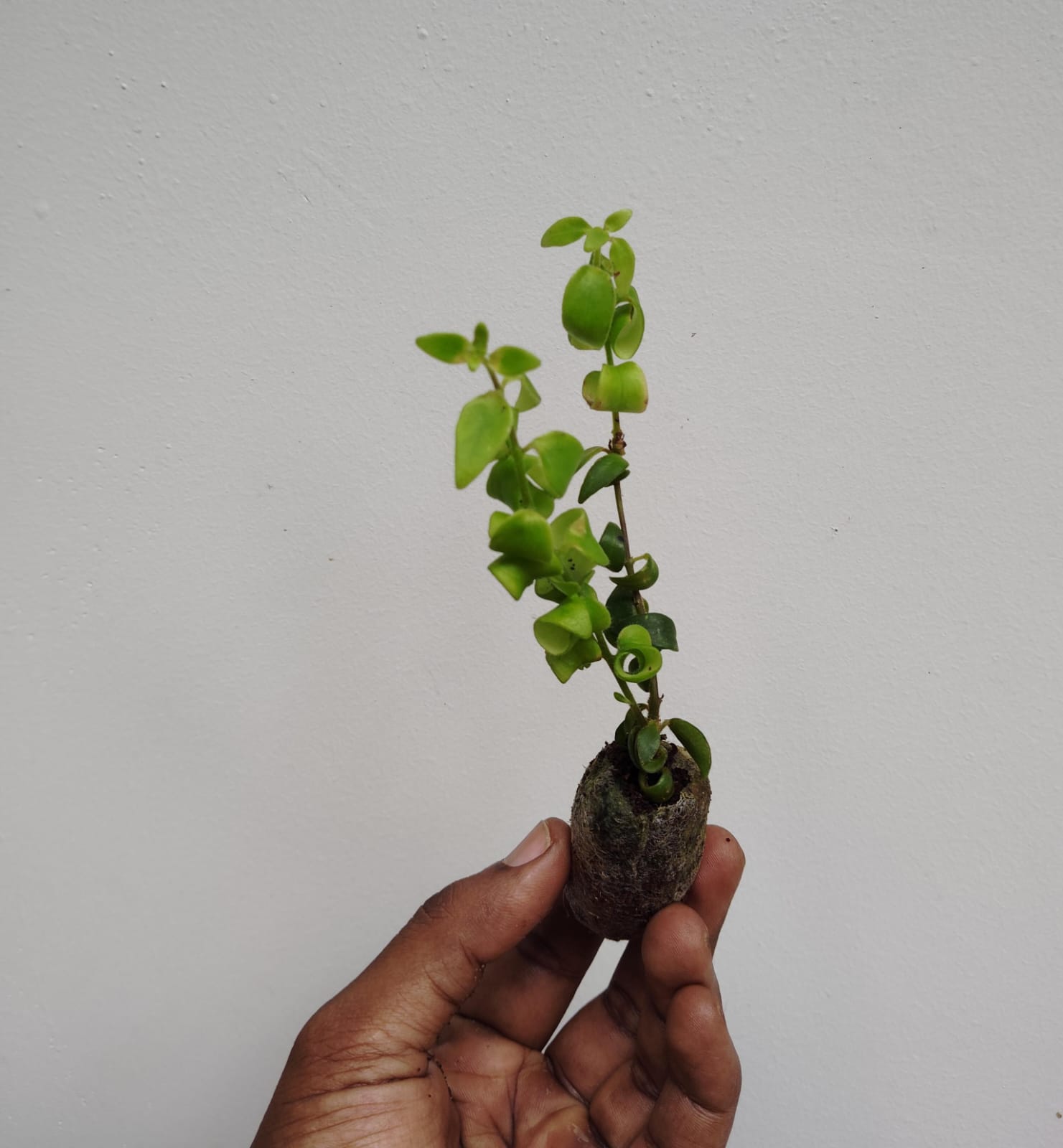 Twisted red lipstick plant (jiffy) - Image 4