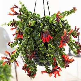 Twisted red lipstick plant (jiffy)
