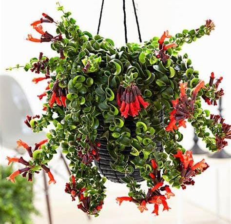 Twisted red lipstick plant (jiffy)