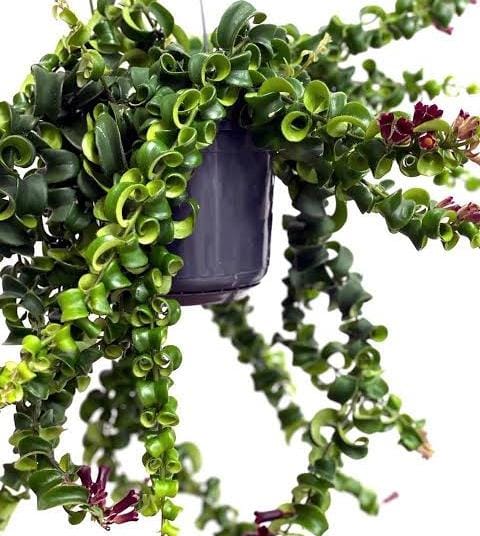 Twisted red lipstick plant (jiffy) - Image 3