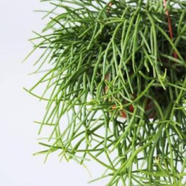 Hanging pencil cactus/ Rhipsalis Pulchra / Coral cactus (jiffy)
