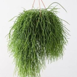 Hanging pencil cactus/ Rhipsalis Pulchra / Coral cactus (jiffy)