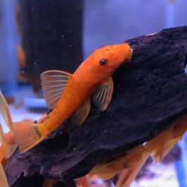 Super red bristlenose pleco (3 fishes)