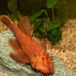 Super red bristlenose pleco (3 fishes)
