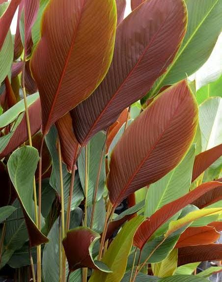 Red calathea lutea/ Calathea /Calathea Wheat (single plant) - Image 3
