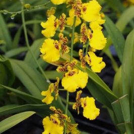Oncidium yellow/ Dancing girl Orchid (net pot plant clump)