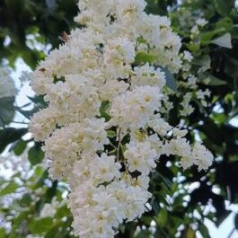 Manimulla/ Porana Paniculata/ Christmas Jasmine (single plant)