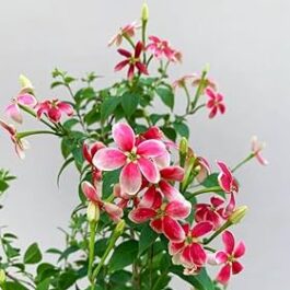 Dwarf Rangoon creeper/ Dwarf Burma creeper (single plant)