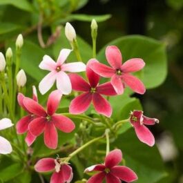 Dwarf Rangoon creeper/ Dwarf Burma creeper (single plant)