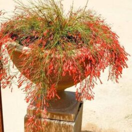 Russelia Red / Fire Cracker (plant clump)