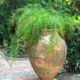 Russelia Red / Fire Cracker (plant clump)