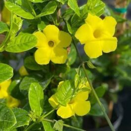 Yellow Mandevilla Plant (single plant)