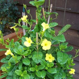 Yellow Mandevilla Plant (single plant)