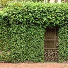 Creeping fig ivy plant /Ficus pumila (plant clump)