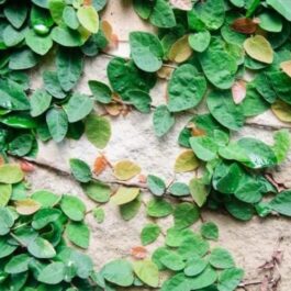 Creeping fig ivy plant /Ficus pumila (plant clump)